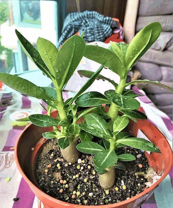 玫瑰花种子发芽六个过程图片，玫瑰花种如何培育发芽（满阳台都是大花球）