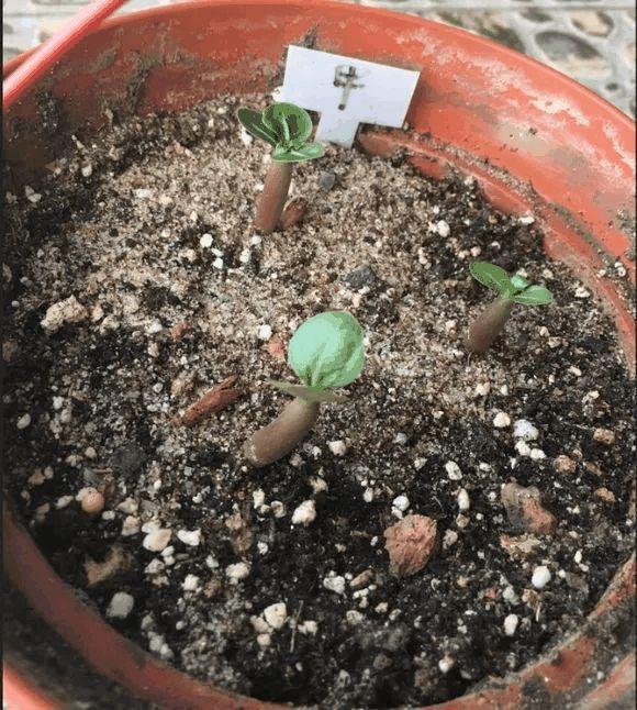 玫瑰花种子发芽六个过程图片，玫瑰花种如何培育发芽（满阳台都是大花球）