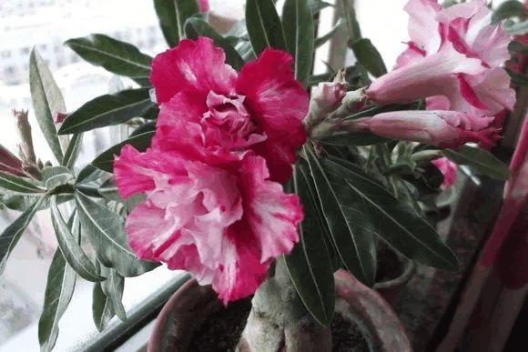 玫瑰花种子发芽六个过程图片，玫瑰花种如何培育发芽（满阳台都是大花球）