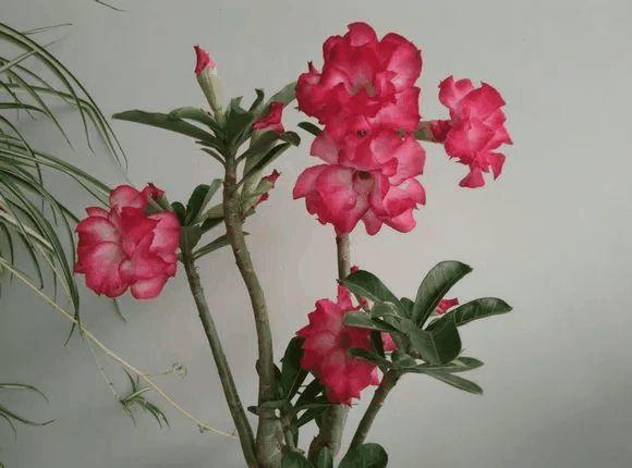 玫瑰花种子发芽六个过程图片，玫瑰花种如何培育发芽（满阳台都是大花球）