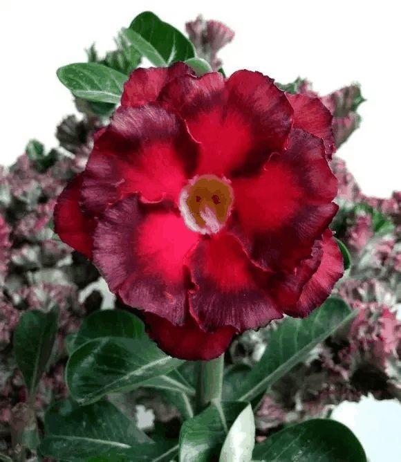 玫瑰花种子发芽六个过程图片，玫瑰花种如何培育发芽（满阳台都是大花球）