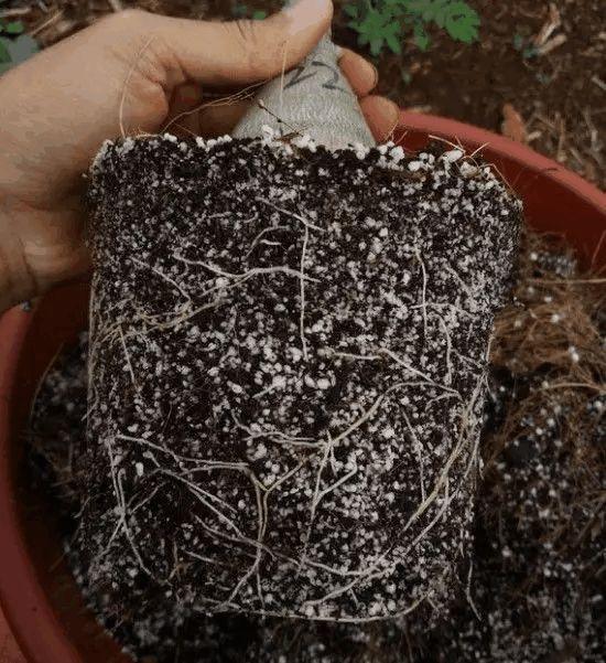 玫瑰花种子发芽六个过程图片，玫瑰花种如何培育发芽（满阳台都是大花球）