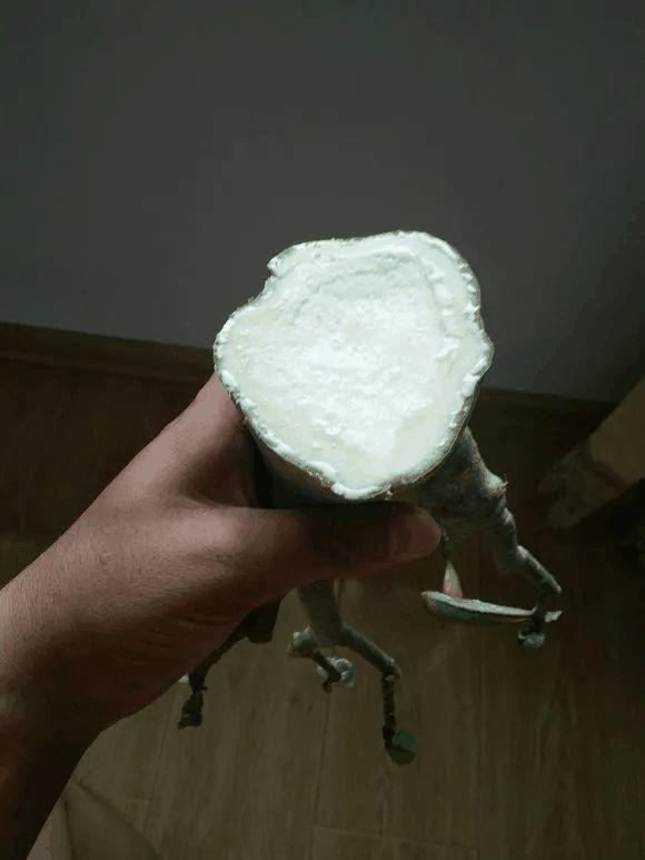 玫瑰花种子发芽六个过程图片，玫瑰花种如何培育发芽（满阳台都是大花球）