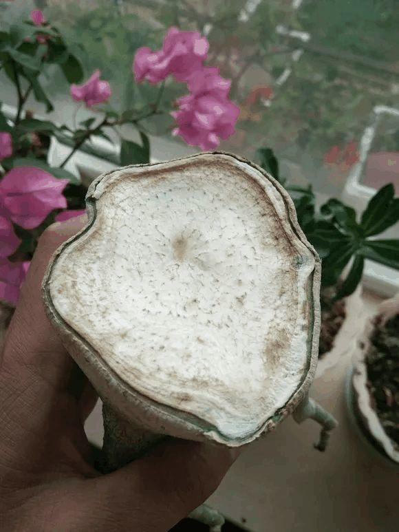 玫瑰花种子发芽六个过程图片，玫瑰花种如何培育发芽（满阳台都是大花球）