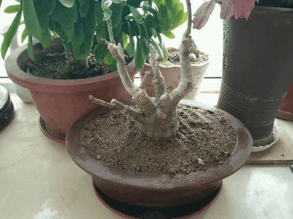 玫瑰花种子发芽六个过程图片，玫瑰花种如何培育发芽（满阳台都是大花球）