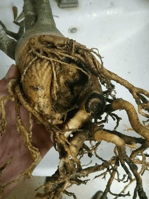 玫瑰花种子发芽六个过程图片，玫瑰花种如何培育发芽（满阳台都是大花球）