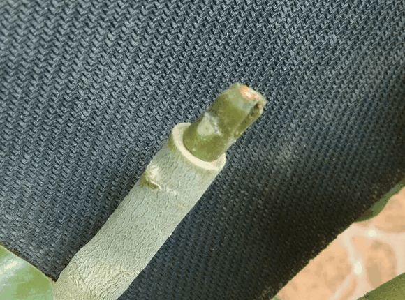 玫瑰花种子发芽六个过程图片，玫瑰花种如何培育发芽（满阳台都是大花球）