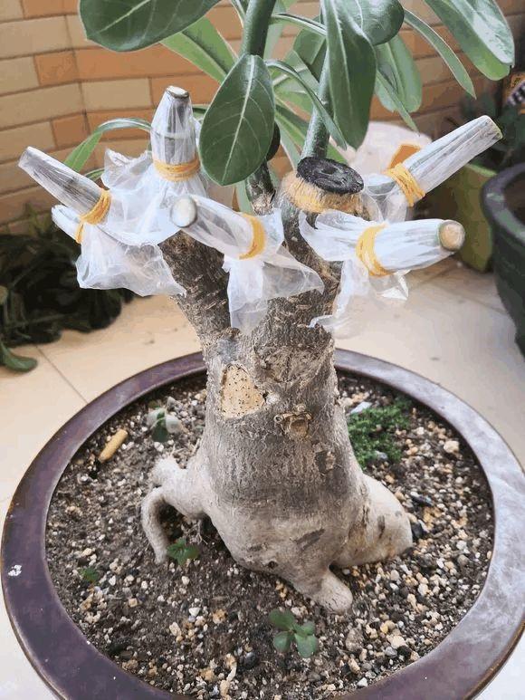 玫瑰花种子发芽六个过程图片，玫瑰花种如何培育发芽（满阳台都是大花球）