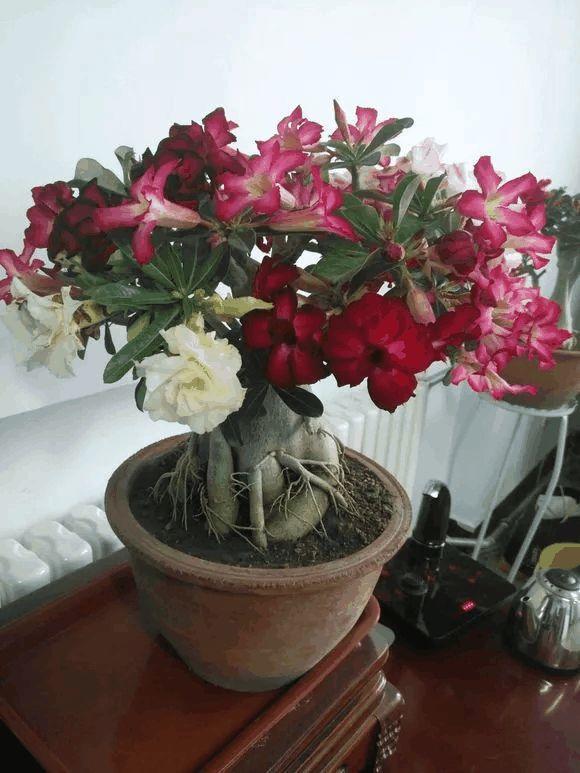 玫瑰花种子发芽六个过程图片，玫瑰花种如何培育发芽（满阳台都是大花球）