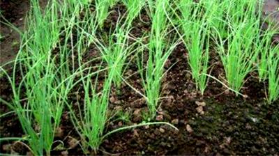 洋葱什么时候收获，洋葱几月份收获（洋葱种植时间和方法）