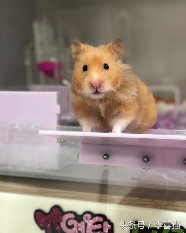 胖胖熊，胖胖熊小小英雄（胖胖的金丝熊连发呆都这么可爱图片）