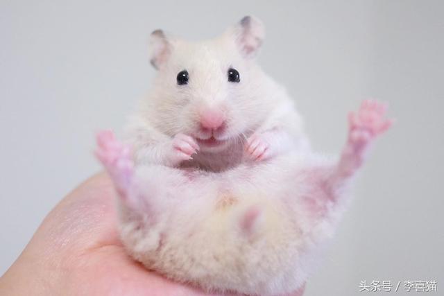 胖胖熊，胖胖熊小小英雄（胖胖的金丝熊连发呆都这么可爱图片）