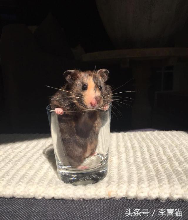 胖胖熊，胖胖熊小小英雄（胖胖的金丝熊连发呆都这么可爱图片）