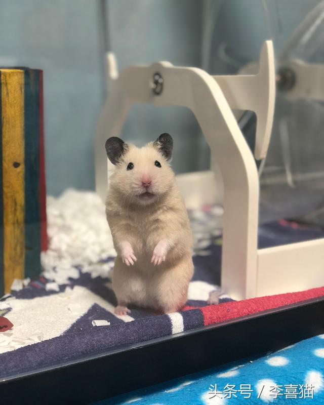 胖胖熊，胖胖熊小小英雄（胖胖的金丝熊连发呆都这么可爱图片）