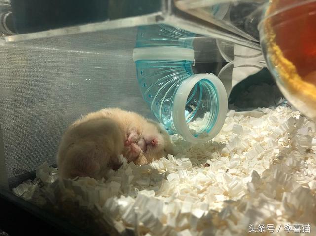 胖胖熊，胖胖熊小小英雄（胖胖的金丝熊连发呆都这么可爱图片）