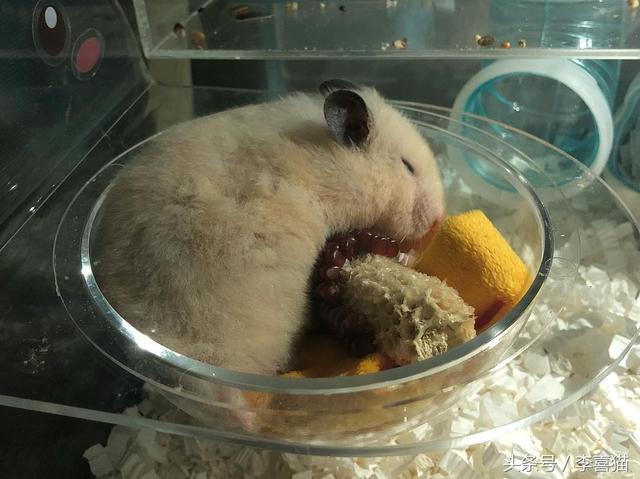 胖胖熊，胖胖熊小小英雄（胖胖的金丝熊连发呆都这么可爱图片）