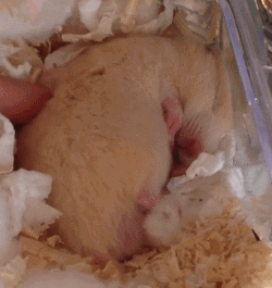 胖胖熊，胖胖熊小小英雄（胖胖的金丝熊连发呆都这么可爱图片）