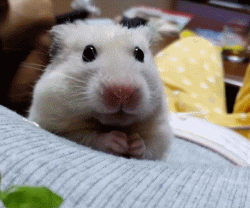 胖胖熊，胖胖熊小小英雄（胖胖的金丝熊连发呆都这么可爱图片）