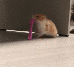 胖胖熊，胖胖熊小小英雄（胖胖的金丝熊连发呆都这么可爱图片）