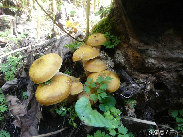 扫帚蘑菇有毒吗,扫帚蘑菇有毒吗怎么吃(东北山区常见可食用菇类及有毒