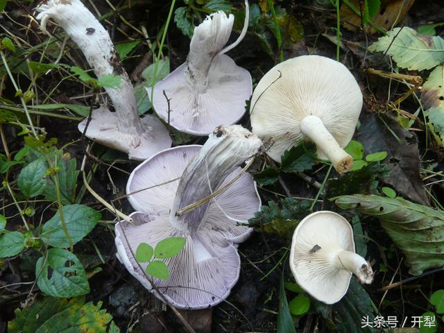 掃帚蘑菇有毒嗎,掃帚蘑菇有毒嗎怎麼吃(東北山區常見可食用菇類及有毒