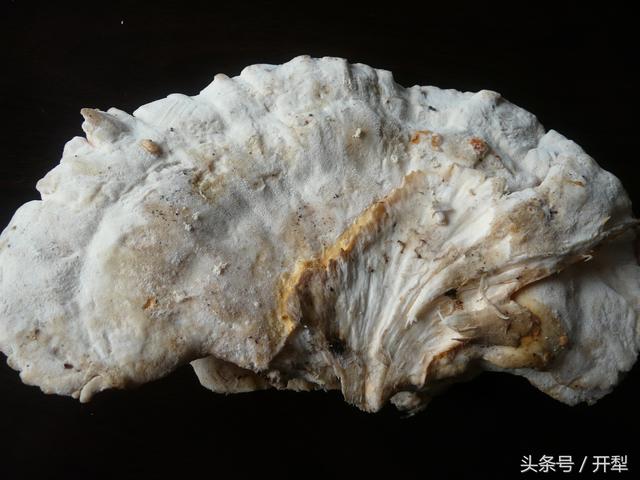 扫帚蘑菇有毒吗,扫帚蘑菇有毒吗怎么吃(东北山区常见可食用菇类及有毒
