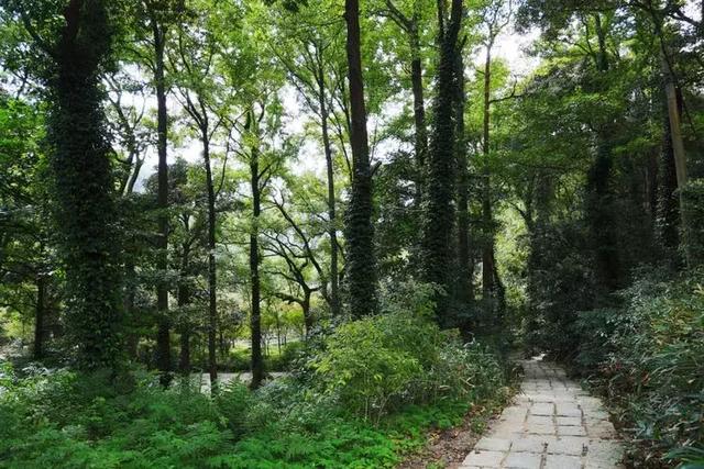 九峰山风景区在哪里,九峰在哪里(青山、绿水、翠竹、钟声……这里尽有的) 九峰山风景区在哪里,九峰在哪里(青山、绿水、翠竹、钟声……这里尽有的)