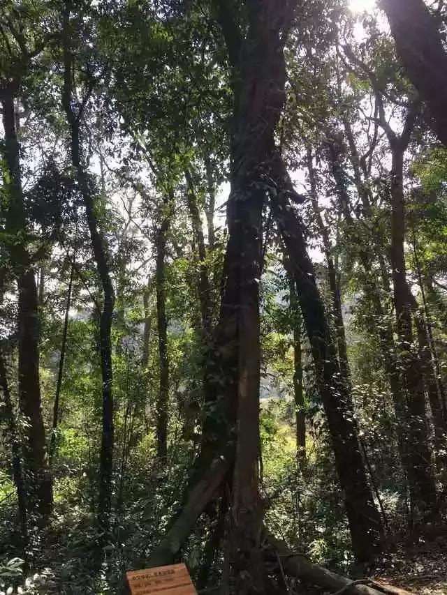 九峰山风景区在哪里,九峰在哪里(青山、绿水、翠竹、钟声……这里尽有的) 九峰山风景区在哪里,九峰在哪里(青山、绿水、翠竹、钟声……这里尽有的)