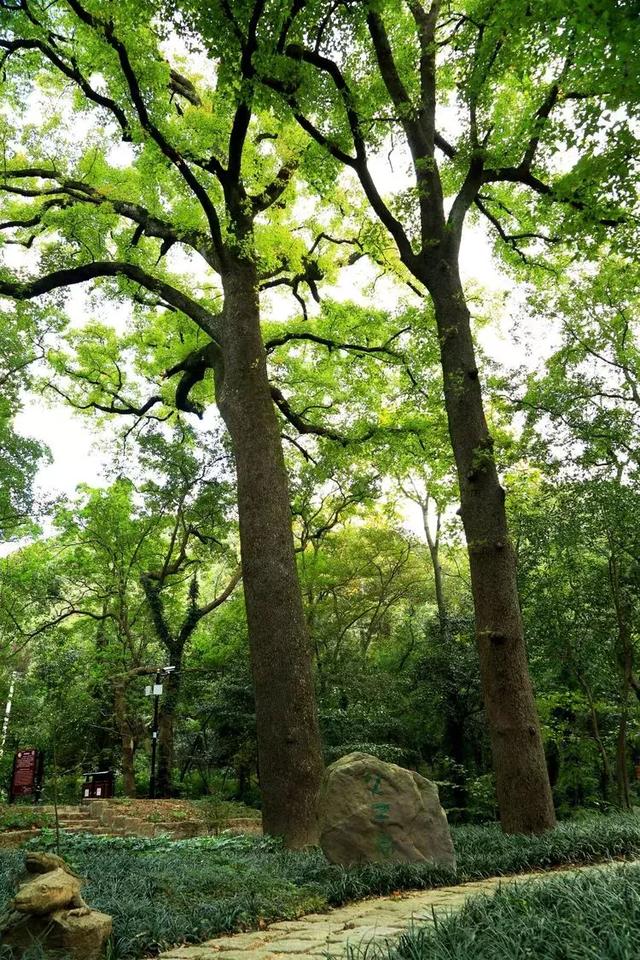 九峰山风景区在哪里,九峰在哪里(青山、绿水、翠竹、钟声……这里尽有的) 九峰山风景区在哪里,九峰在哪里(青山、绿水、翠竹、钟声……这里尽有的)