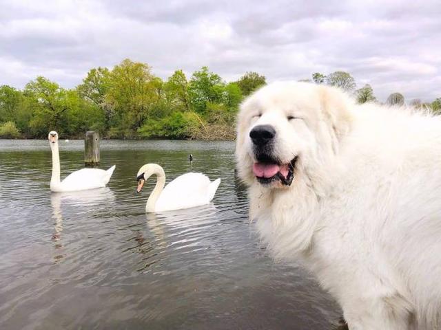 大白熊犬图片,大白熊犬——不是一般人能养的(大白熊犬图片好看)