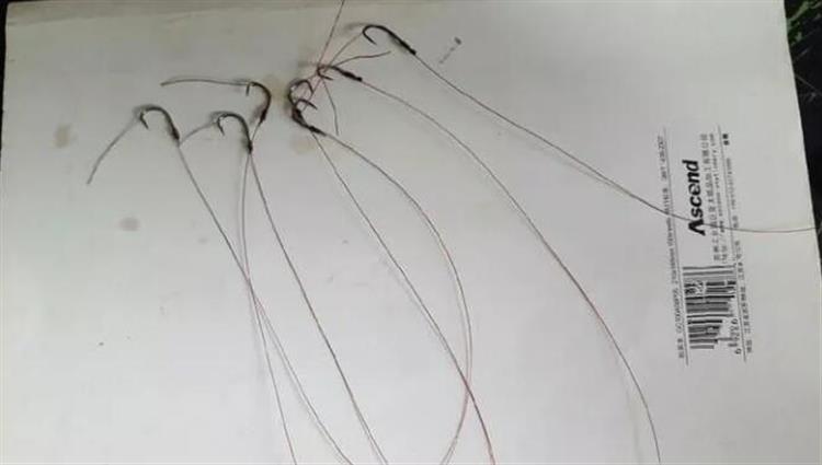 8个实用绑钩技巧大公开，助你轻松提升钓鱼成功率，新手老手都适用！