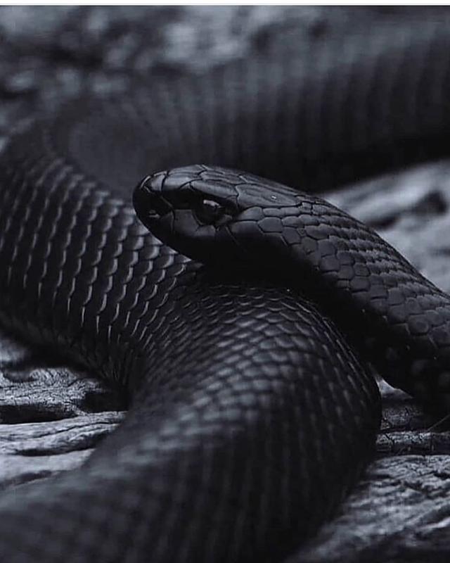 黑色头像纯黑，黑色头像（ins高清黑色黄色粉色蓝色控壁纸微信头像图集大全）