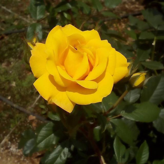 黑色头像纯黑，黑色头像（ins高清黑色黄色粉色蓝色控壁纸微信头像图集大全）