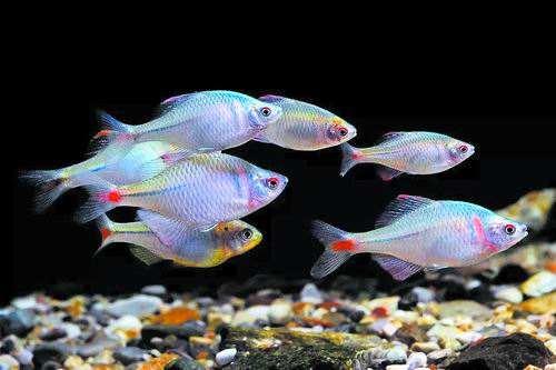 鱼缸内养鱼有什么窍门，鱼缸养鱼的技巧（教给新手养鱼不死的几个小妙招）