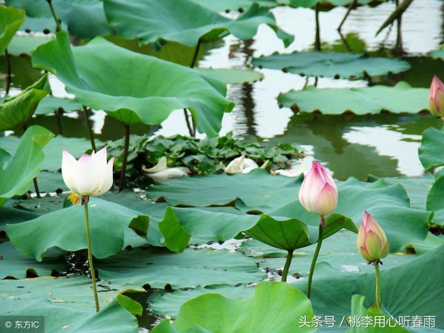 一剪梅李清照原文及翻译，一剪梅李清照翻译赏析（李清照词 一剪梅）