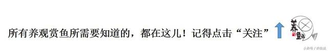什么鱼比较好养，什么鱼比较好养,不容易死（这里有3种简单好养的鱼）