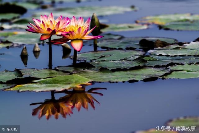 倒插莲花是什么意思，什么叫倒插莲花（谈谈广东潮汕地区的风水有哪些是邪门的）