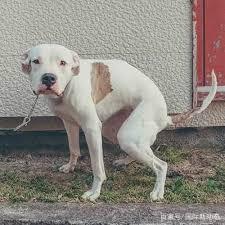 梦见狗屎是什么意思，梦到狗屎是什么意思（梦到这颜色狗代表你大爆发）