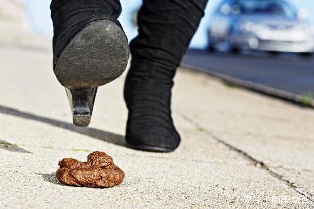 梦见狗屎是什么意思，梦到狗屎是什么意思（梦到这颜色狗代表你大爆发）