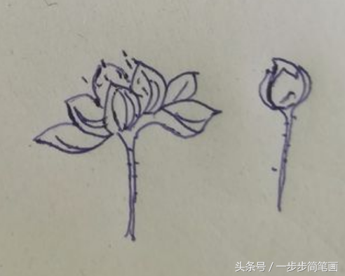 荷叶荷花图片简笔画，教你画带荷叶的荷花的简笔画（少儿简笔画一学就会：荷花）