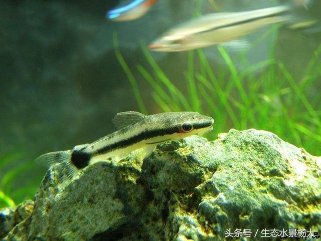 除藻能力最强的鱼，除藻最强的养什么鱼（养这些鱼不仅漂亮 更可以除藻）