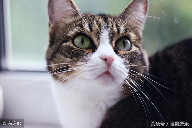 明骚和闷骚的区别，闷骚是什么意思（最“明骚”和“暗骚”的星座排行榜）