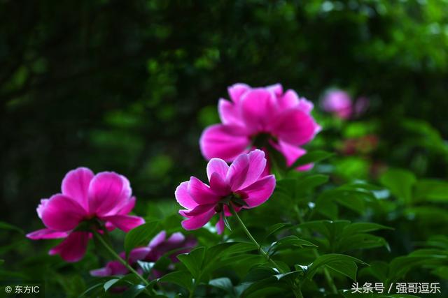 明骚和闷骚的区别，闷骚是什么意思（最“明骚”和“暗骚”的星座排行榜）