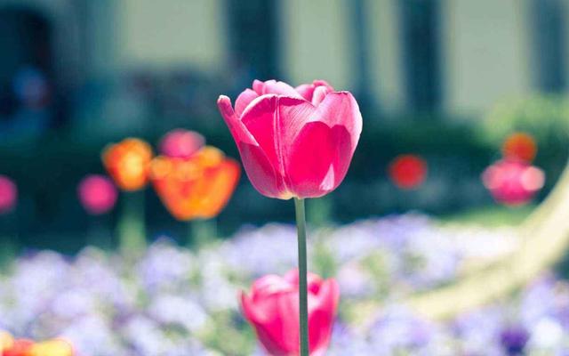 不经一事的下一句，不经一事的下一句是什么呀（落难知心；不经一事）