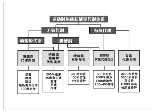 什么是无氧减肥运动，减脂是无氧运动吗（哪个减肥效果更好）