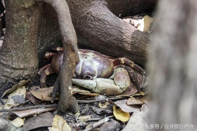 画面泰国旅游骑大象，90后小清新出游泰国