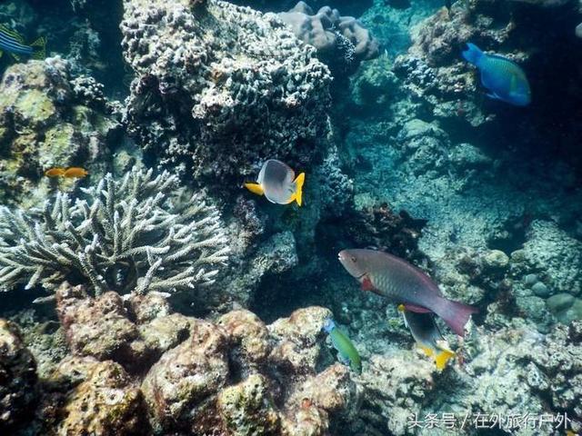 画面泰国旅游骑大象，90后小清新出游泰国