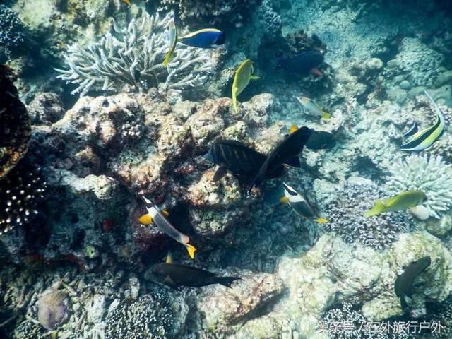 画面泰国旅游骑大象，90后小清新出游泰国