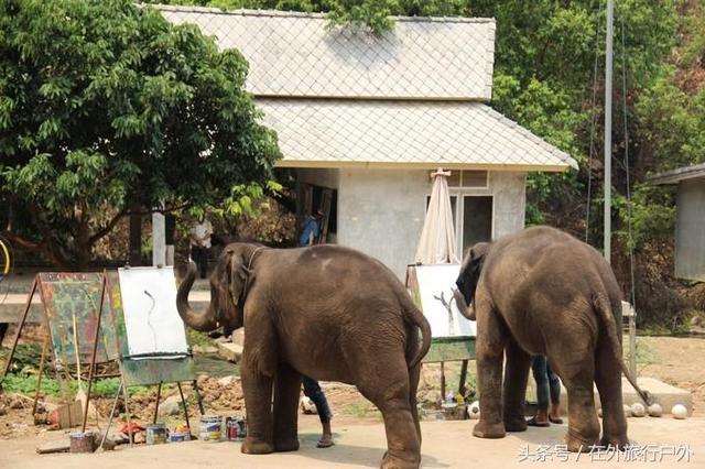 画面泰国旅游骑大象，90后小清新出游泰国
