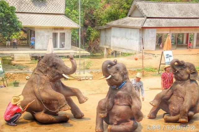 画面泰国旅游骑大象，90后小清新出游泰国